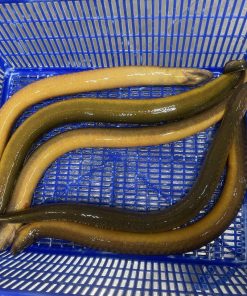 EEL